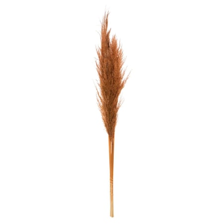 Dare2Decor 46 in. Pampas Grass, Mocha Brown, 6PK DA3259027